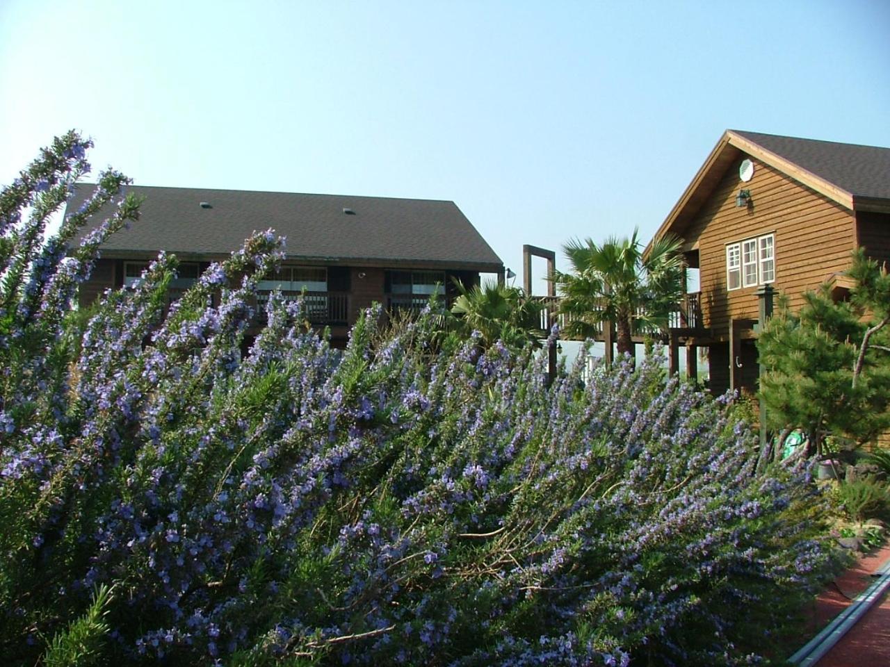 Namu Hyanggi Pension Jeju Exterior foto